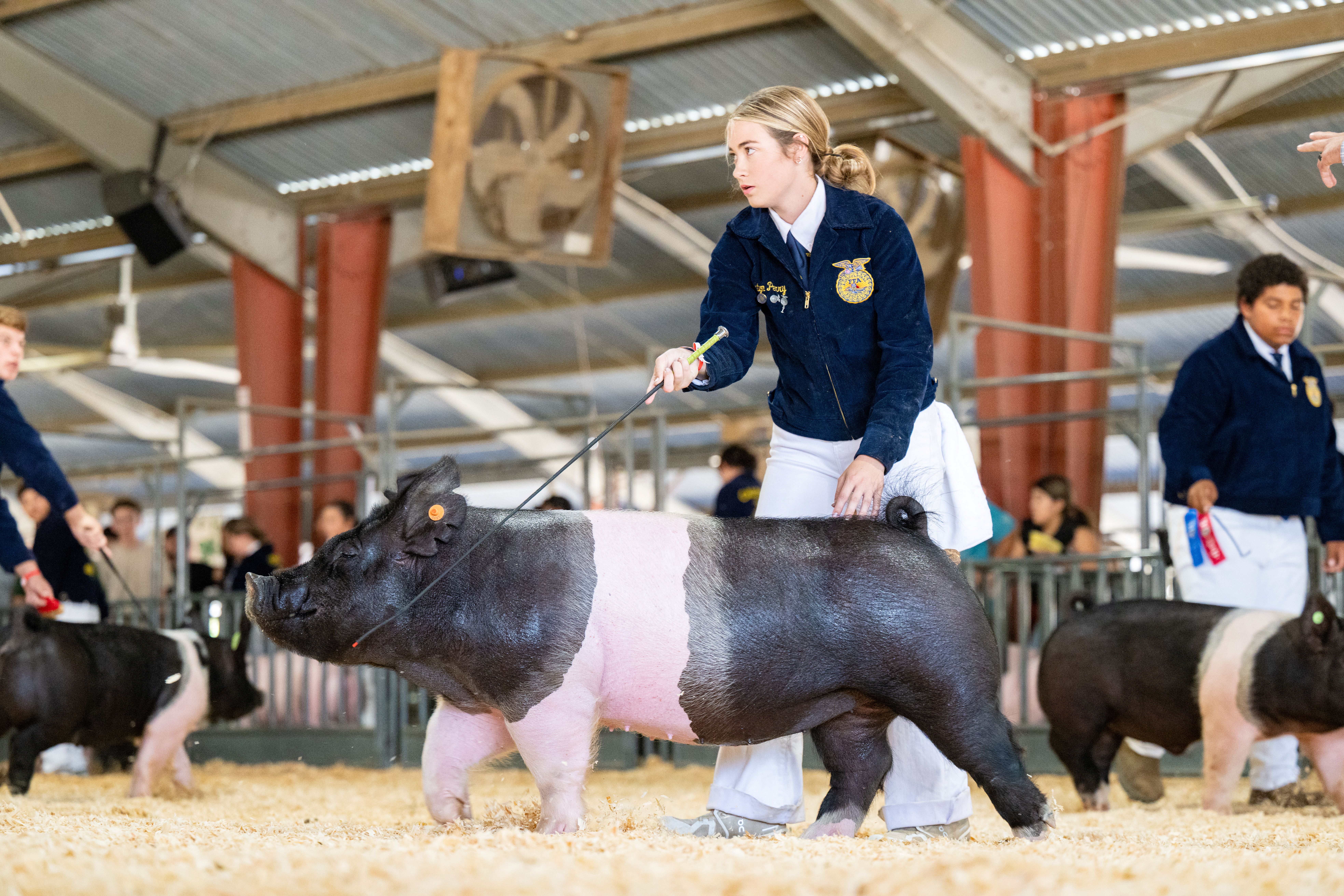 Market Hog Show (4-H followed by FFA), West Showring