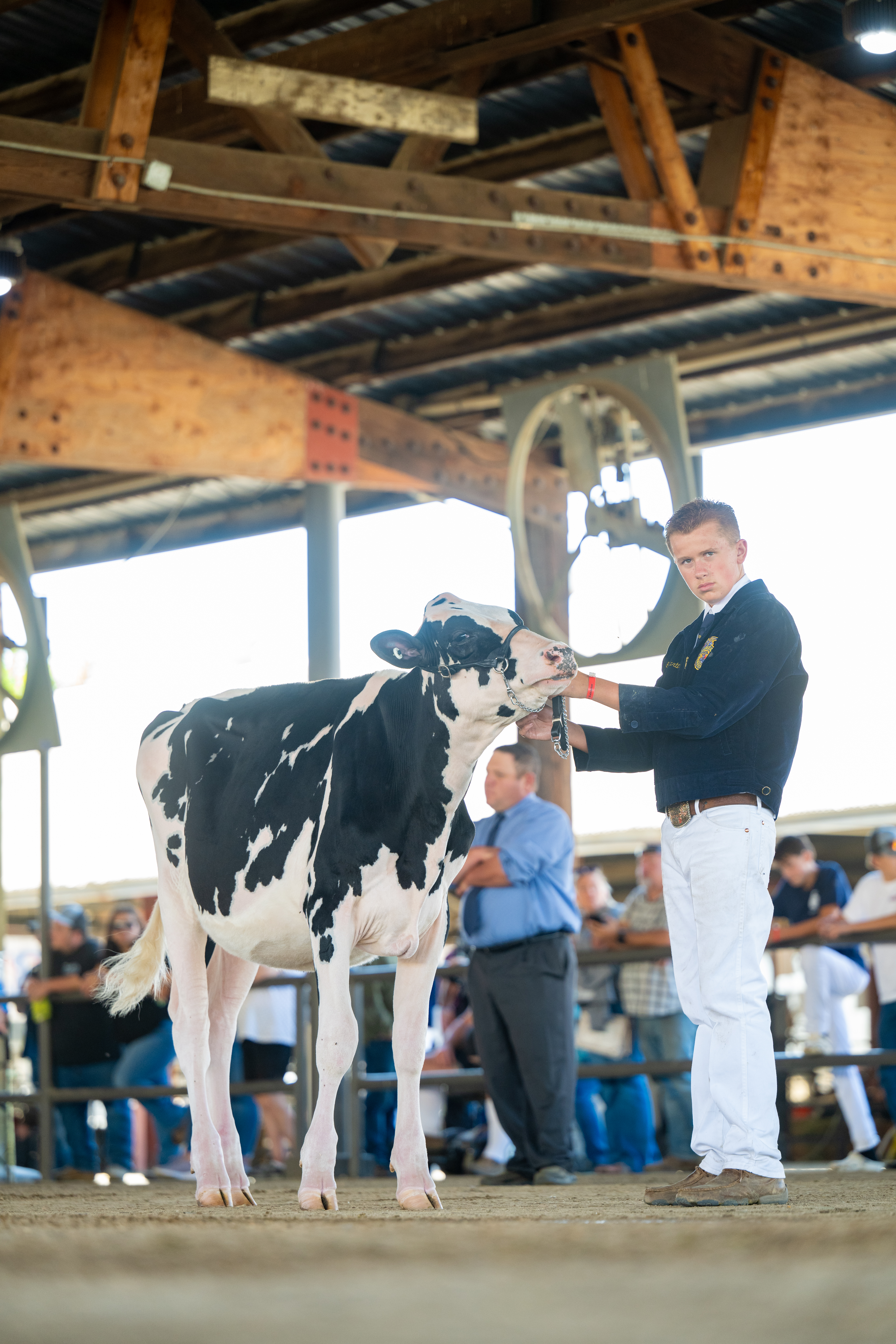 Dairy Heifer Show & Non-Milking East Showring