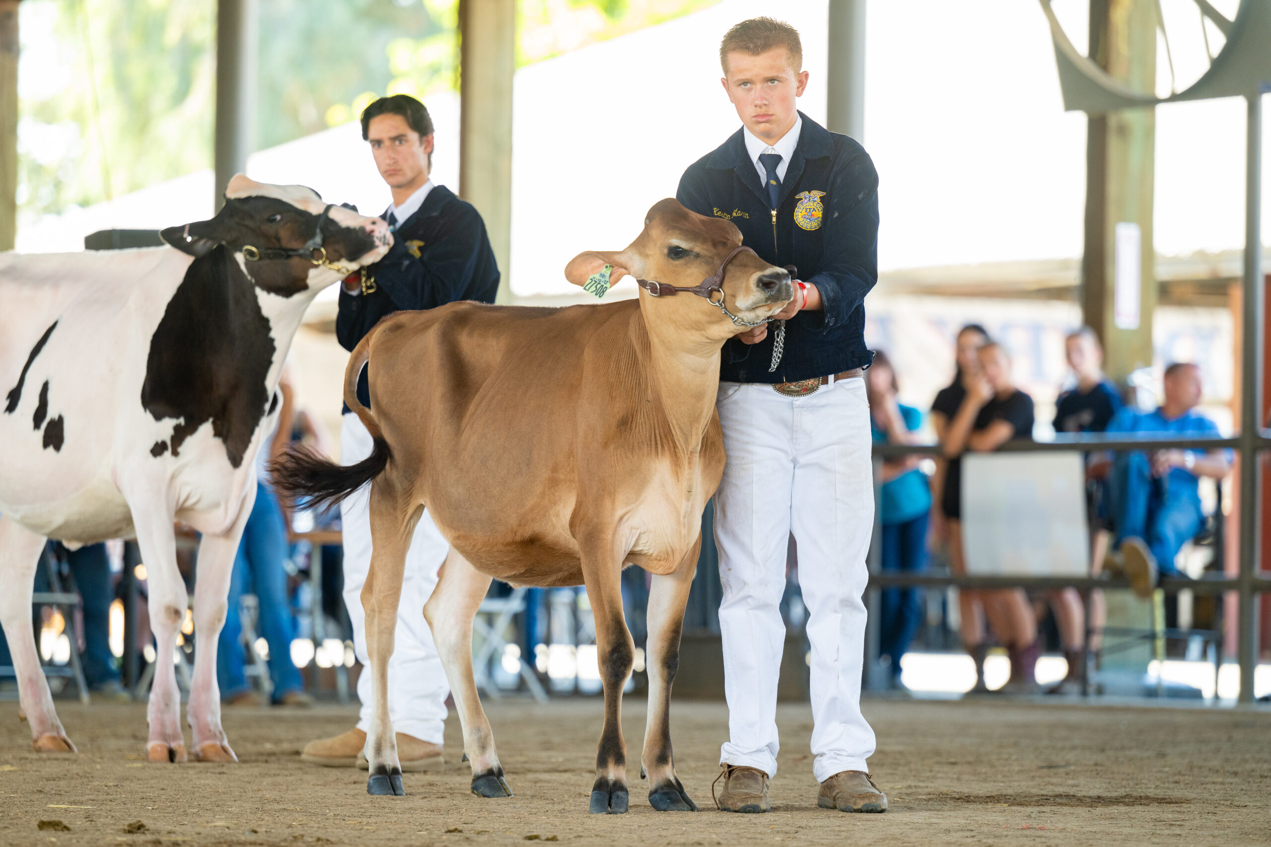Dairy Milk Cow Classes and 2-year-olds in Milk, East Showring