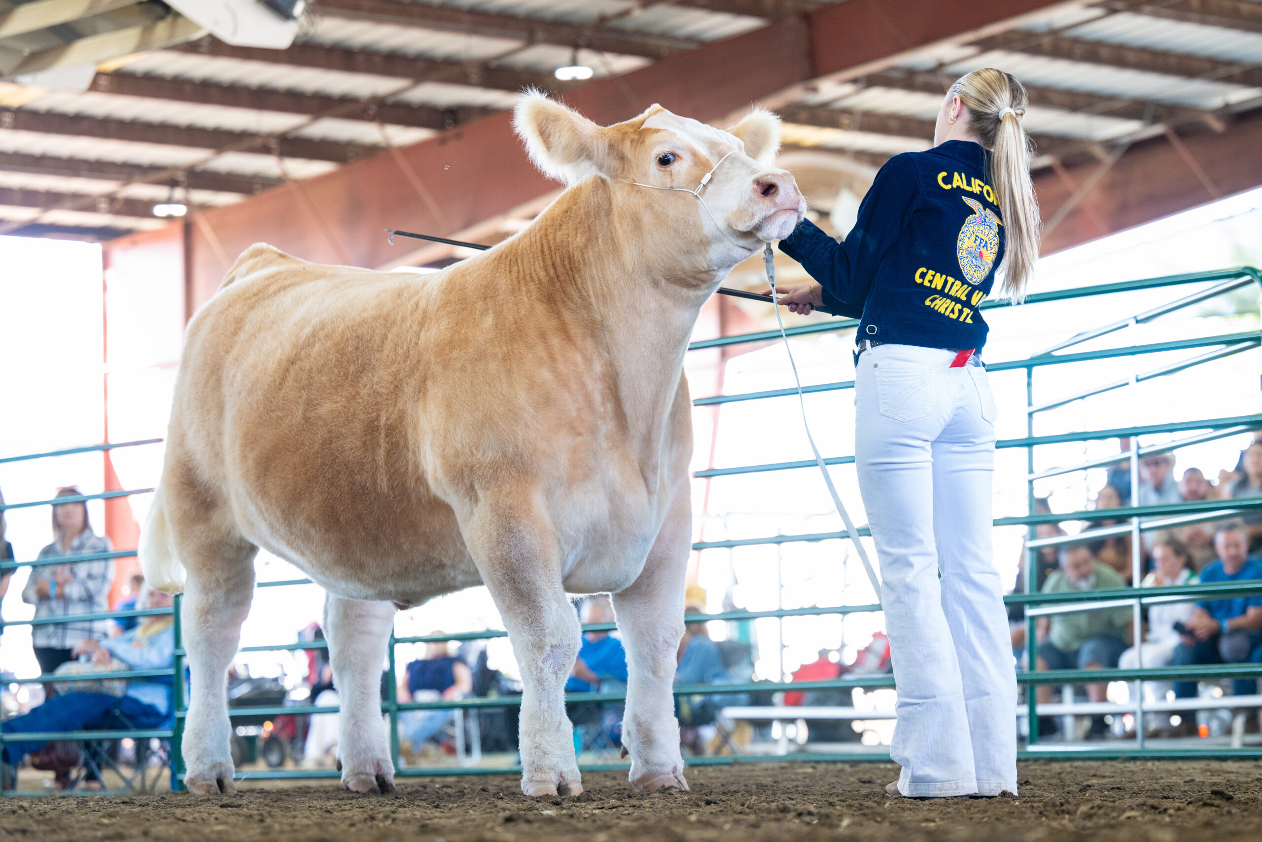 Beef Show, Beef Showring