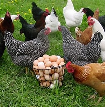 Poultry Knowledge Contest, Small Animal Building