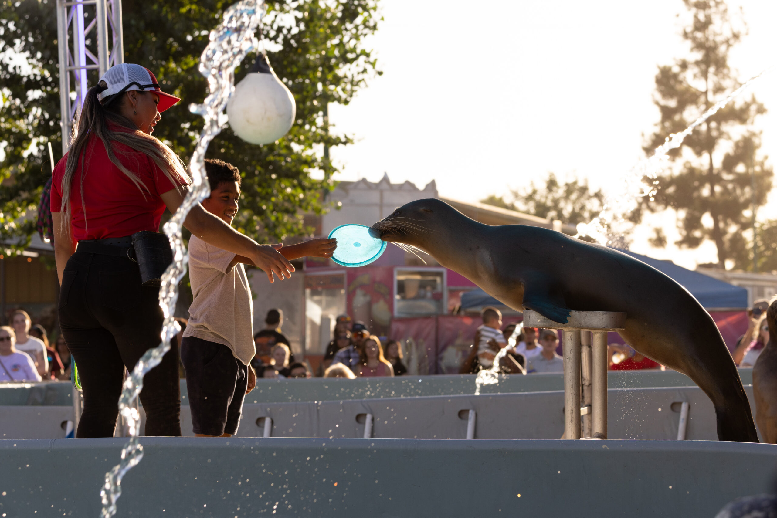 Sea Lion Splash
