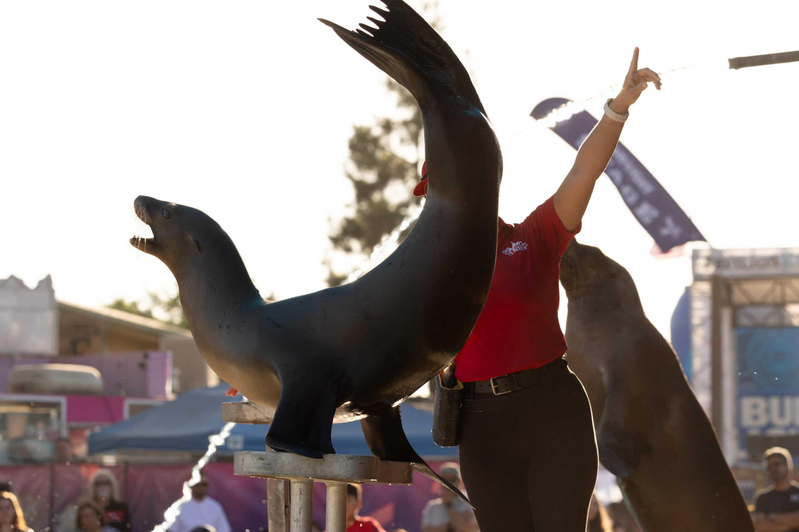 Sea Lion Splash