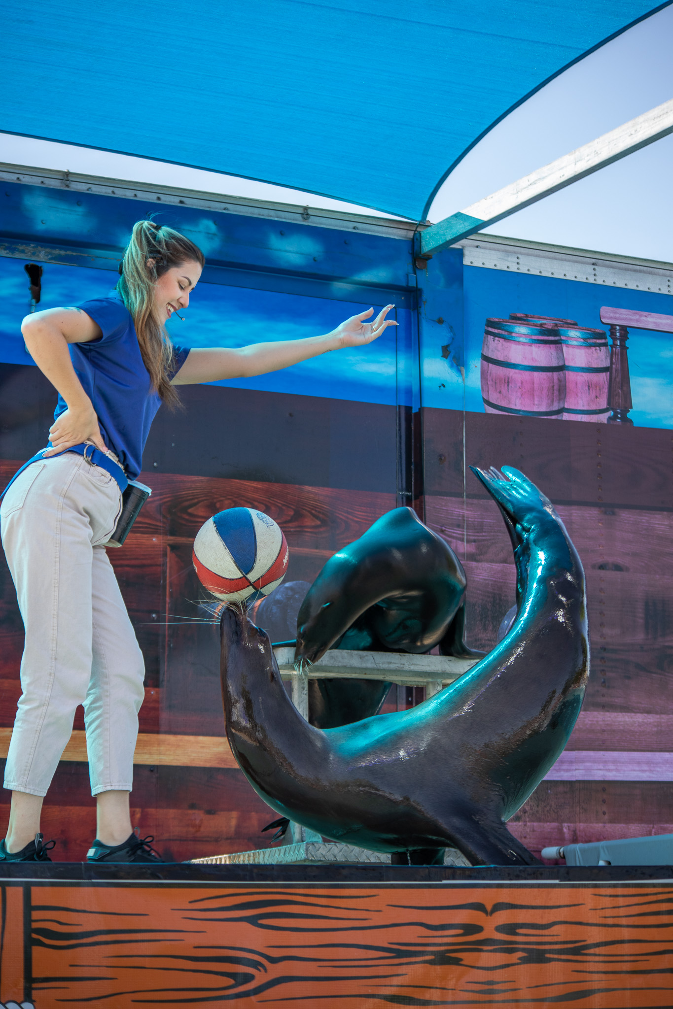 Sea Lion Splash