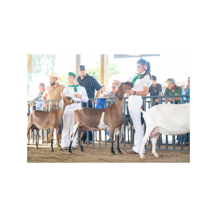 Dairy Goat Breeding Classes, Pygmy Goat Breeding Show, West Showring