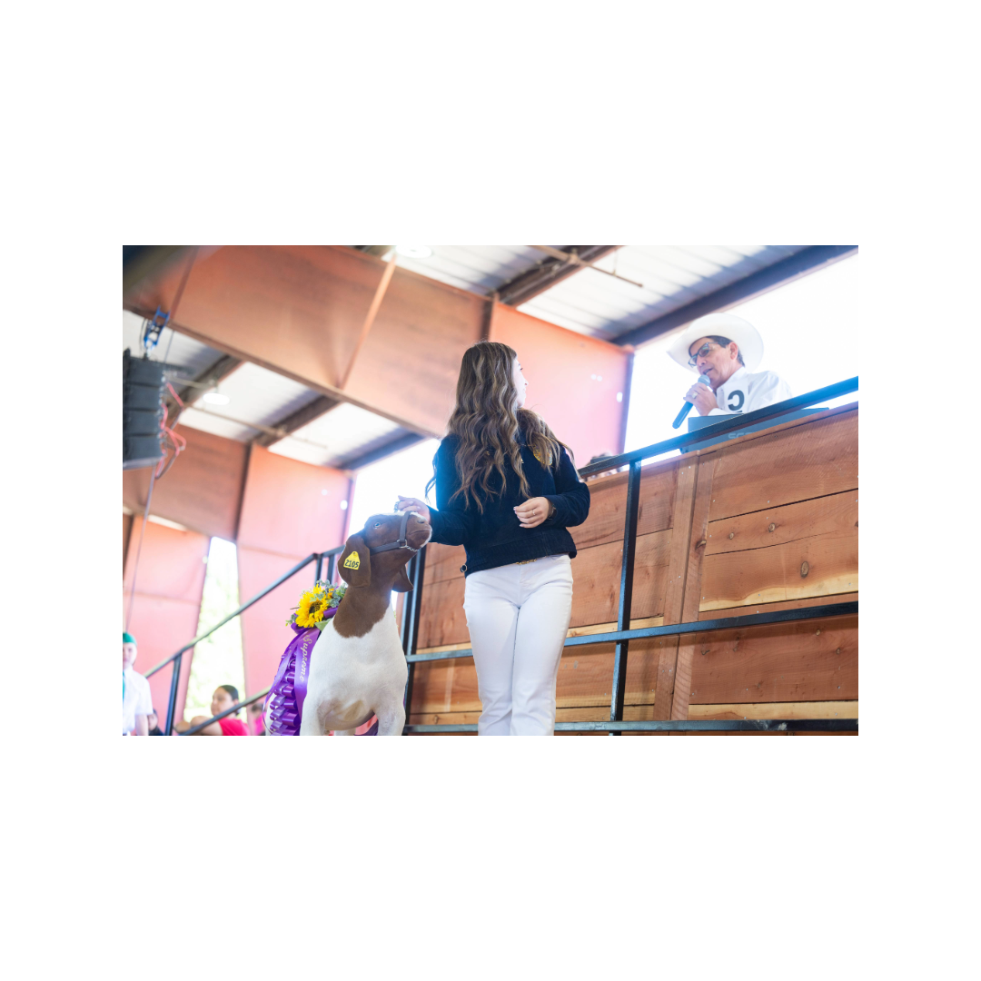 Junior Livestock Auction- Auction Arena