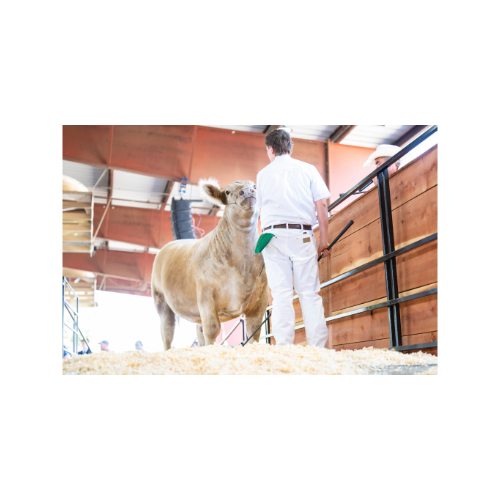 Dairy Replacement Heifer & Beef Sale, Auction Arena